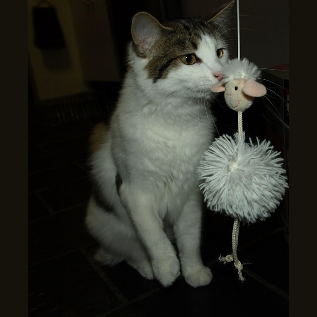 Photo of Hoot