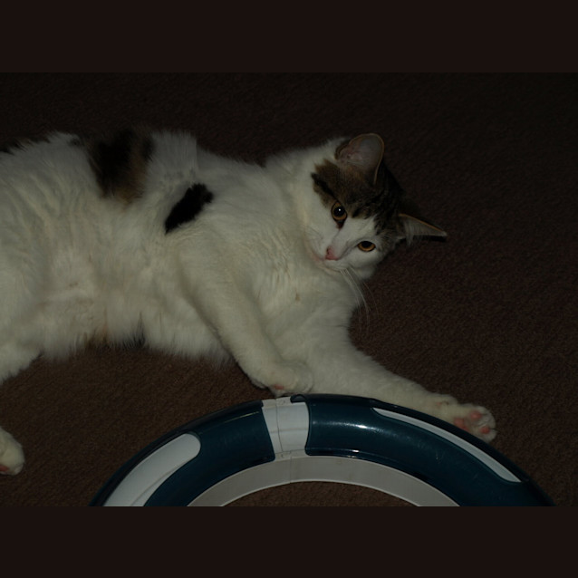 Photo of Hoot