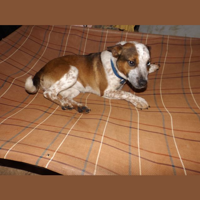 Photo of Bailey