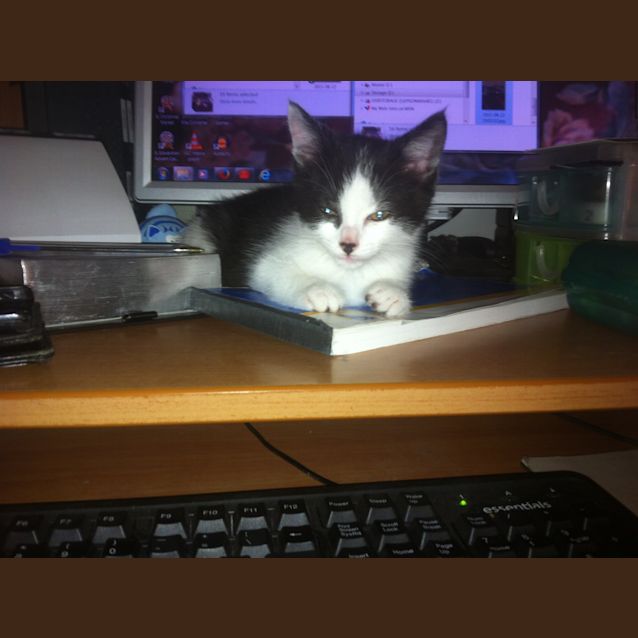 Photo of Teddy (Pre Adoption)
