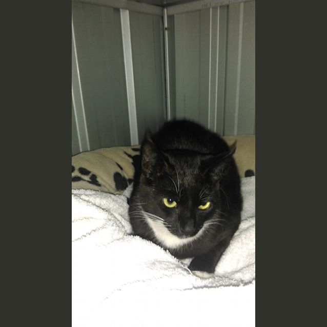 Photo of Patrick @ The Pet House Tuggerah