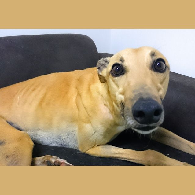 Photo of “Fletcher”, Couch Potato Extraordinaire. Brisbane