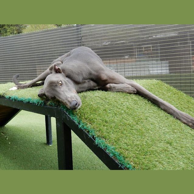Photo of "Ashton", The 35kg Lap Dog. Brisbane