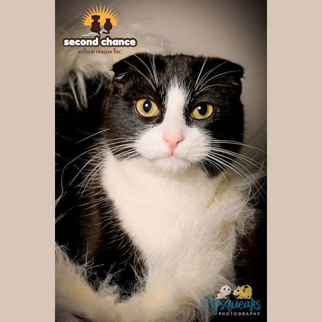 Photo of Humphrey