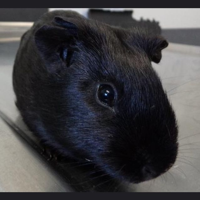 Photo of Leo