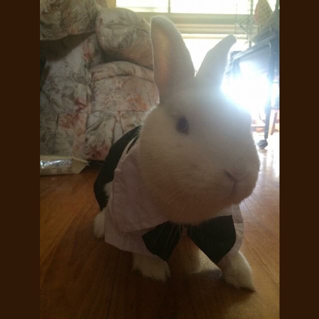 Photo of Aspro *•Adopt Me•* 