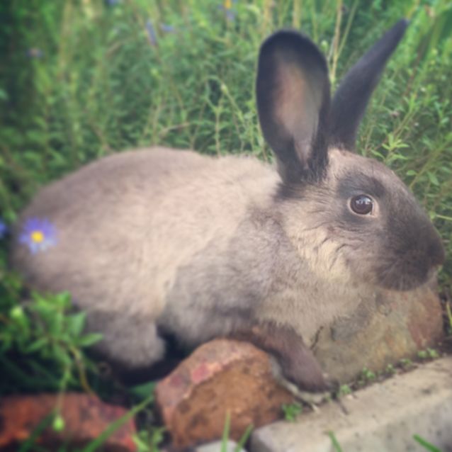 Photo of Bam Bam