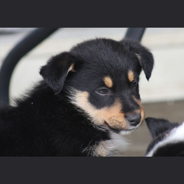 Photo of Buddy