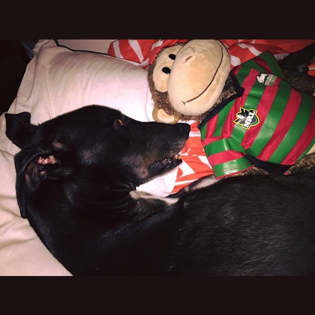 Photo of "Reggie". Lovable Sir Reginald. Brisbane