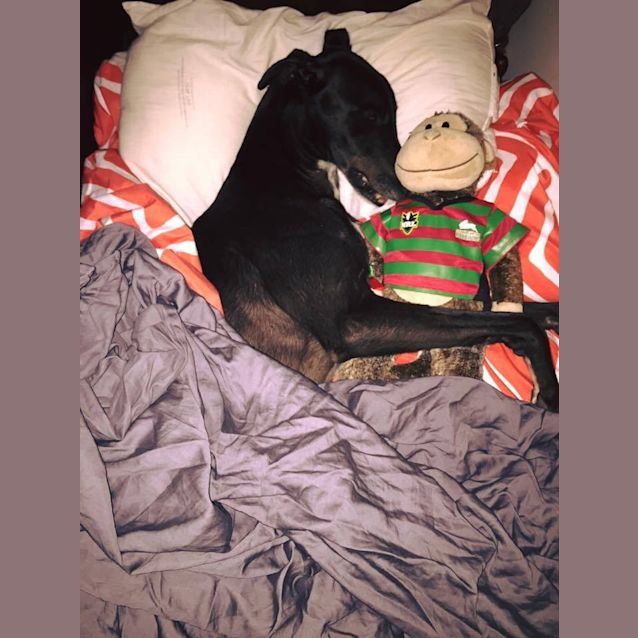 Photo of "Reggie". Lovable Sir Reginald. Brisbane