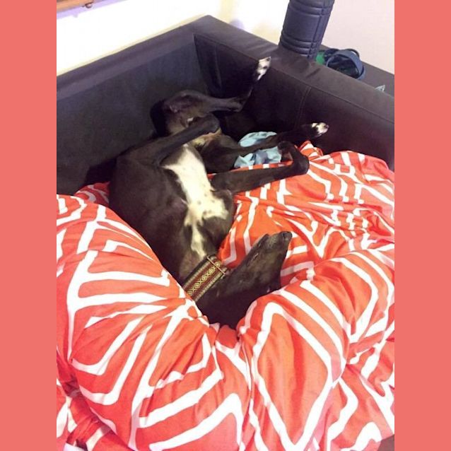 Photo of "Reggie". Lovable Sir Reginald. Brisbane