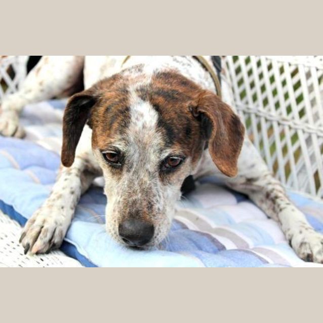Photo of Ruby ~ Senior Mixed Breed (On Trial 30/8/15)