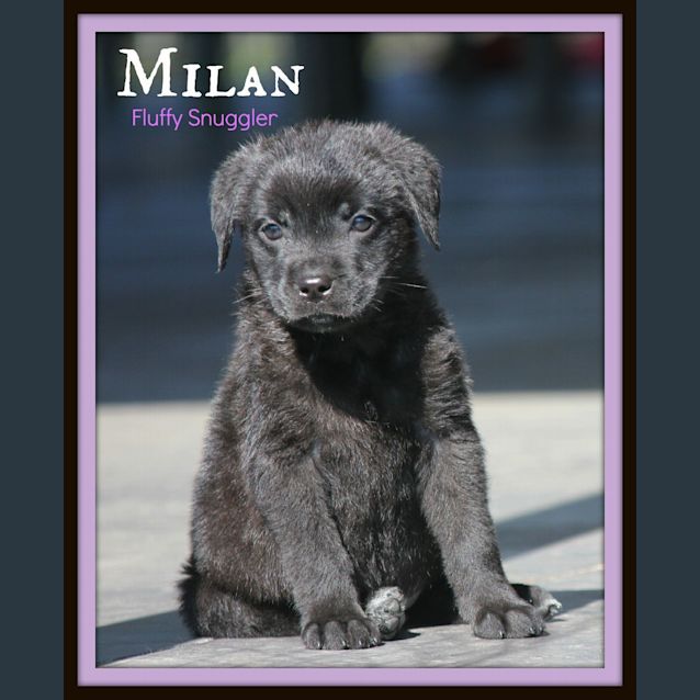 Photo of Milan ~ Mixed Breed Puppy (Trial 12/9/15)