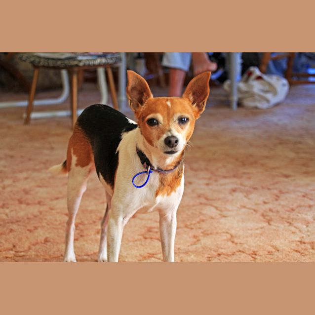 Photo of Sootie ~ Senior Mini Foxy, Girl (Trial 10/10/15)