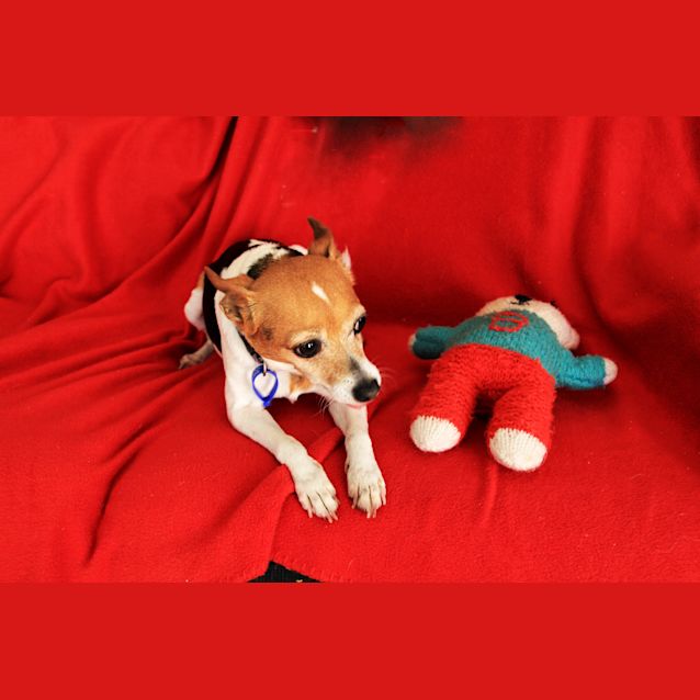 Photo of Sootie ~ Senior Mini Foxy, Girl (Trial 10/10/15)