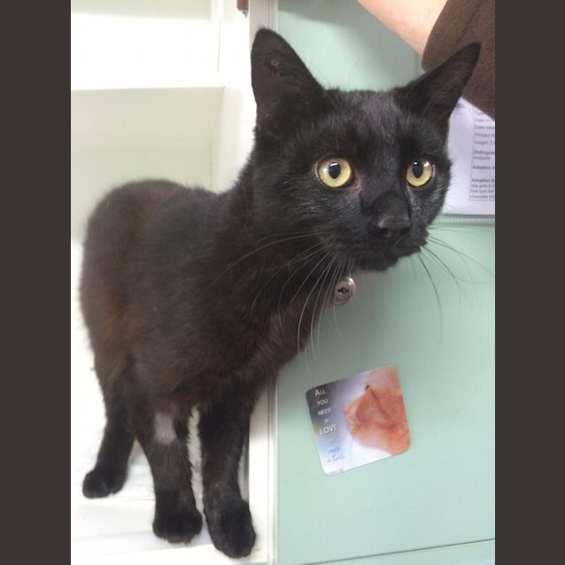 Photo of Cinders