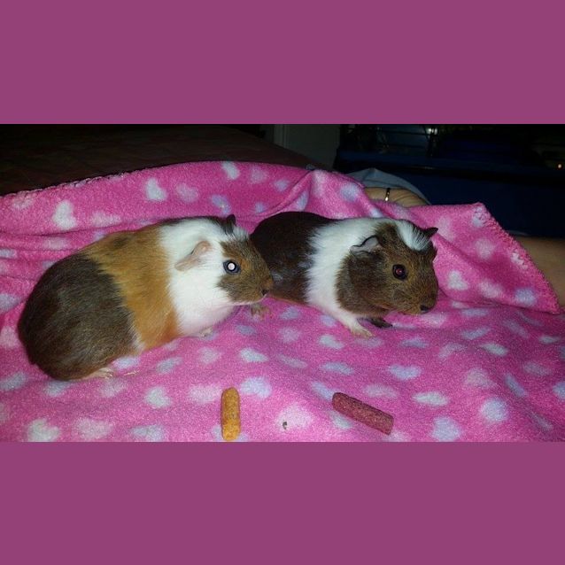Photo of Bell And Boo