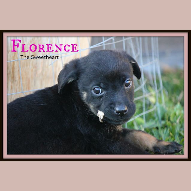 Photo of Florence ~ Mixed Breed Puppy (Trial 12/9/15)