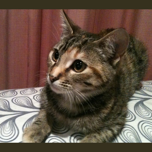 Photo of Violet