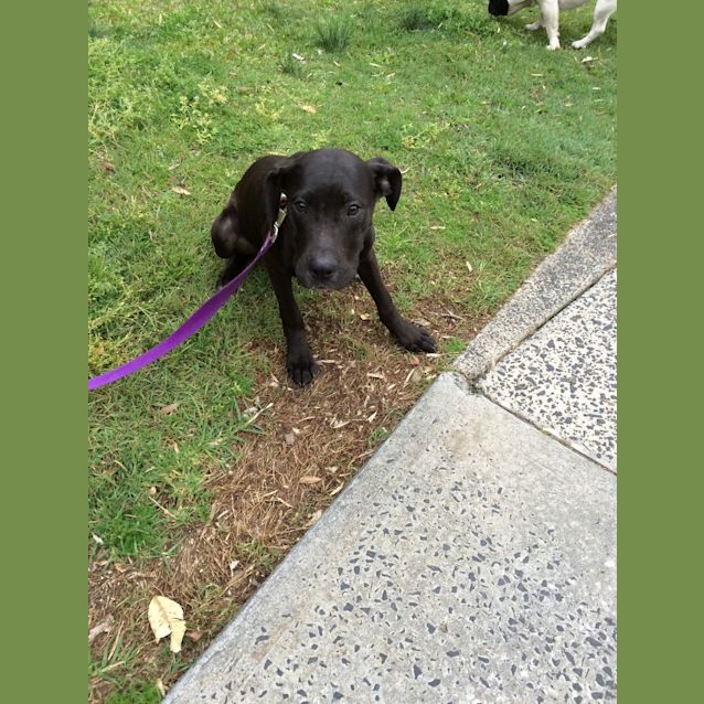 Photo of Sam (Cat/Dog/Child Friendly)