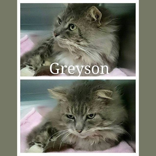 Photo of Greyson @ The Pet House Tuggerah