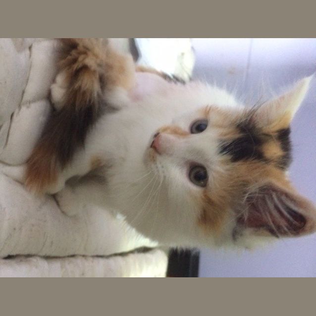 Photo of Meowonce