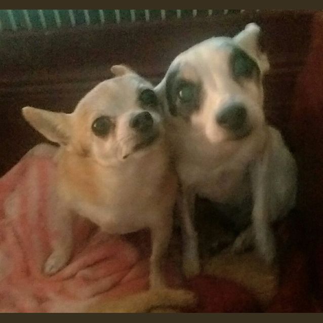 Photo of Bindi And Coco