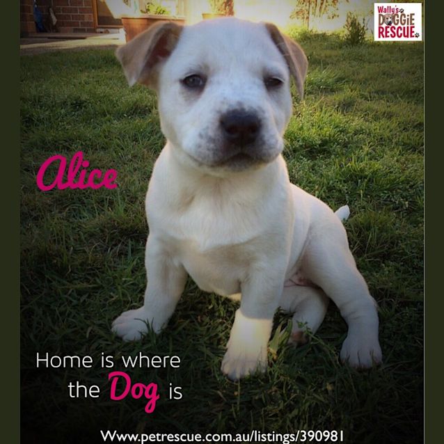 Photo of Alice (Dog/Child/Cat Friendly)