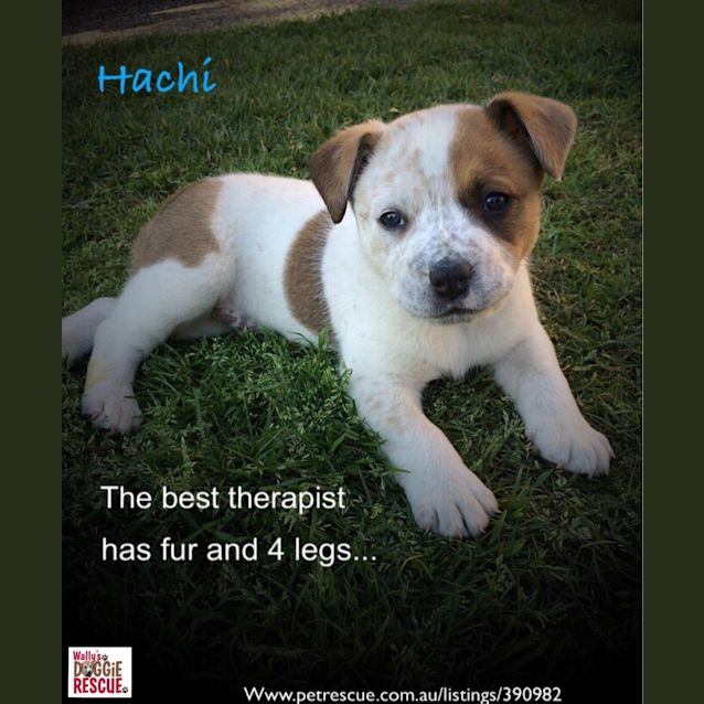 Photo of Hachi (Dog/Cat/Child Friendly)