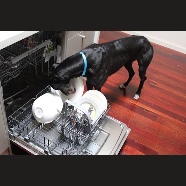 Photo of “Bonnie”, The Knockabout Girl. Cat Friendly. Melb.