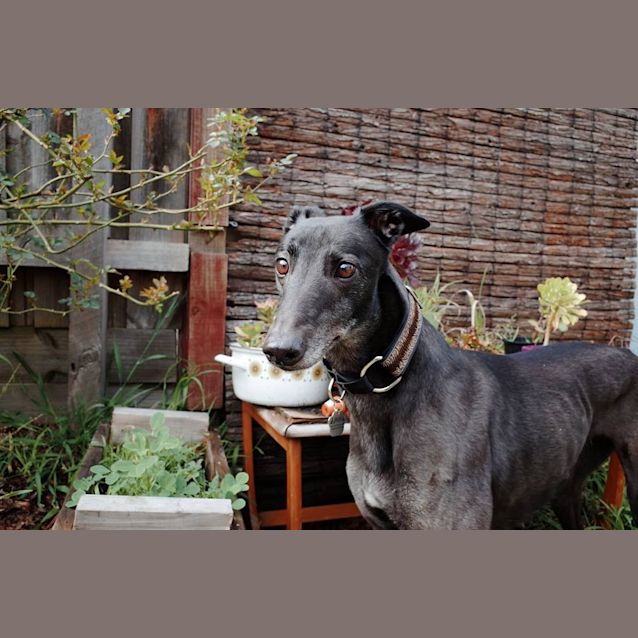 Photo of “Myra”, The Wise Soul. Melbourne