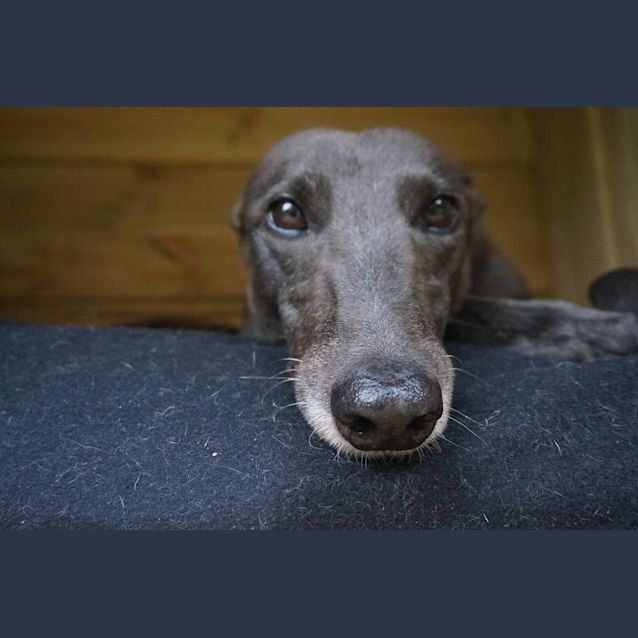 Photo of “Dora”, Easy Does It. Cat Friendly. Melbourne