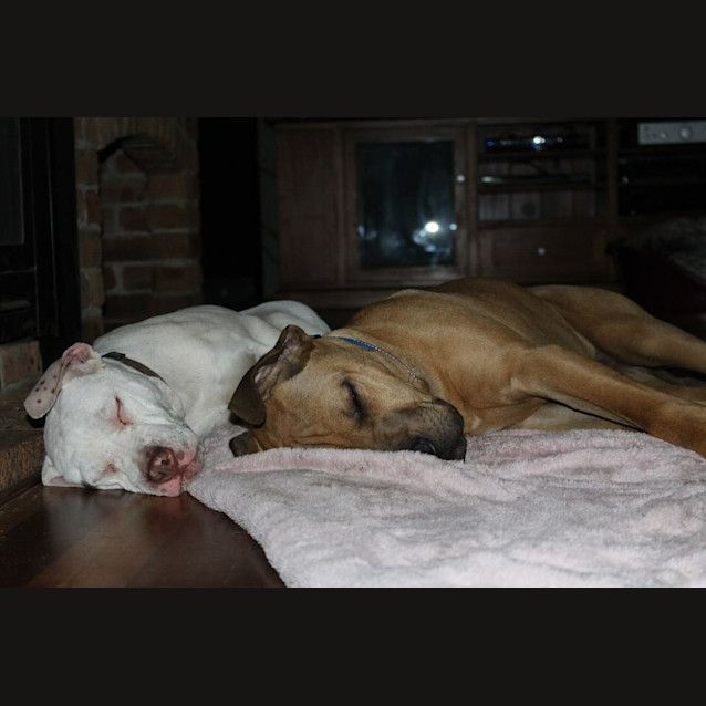 Photo of Diesel 