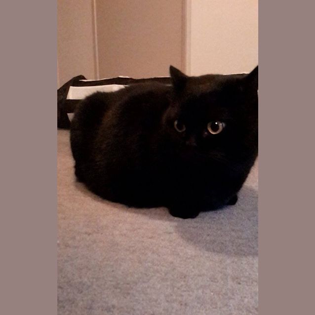 Photo of Pepper Corn (No More Enquiries Please)