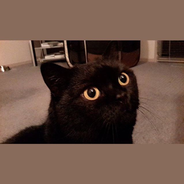 Photo of Pepper Corn (No More Enquiries Please)