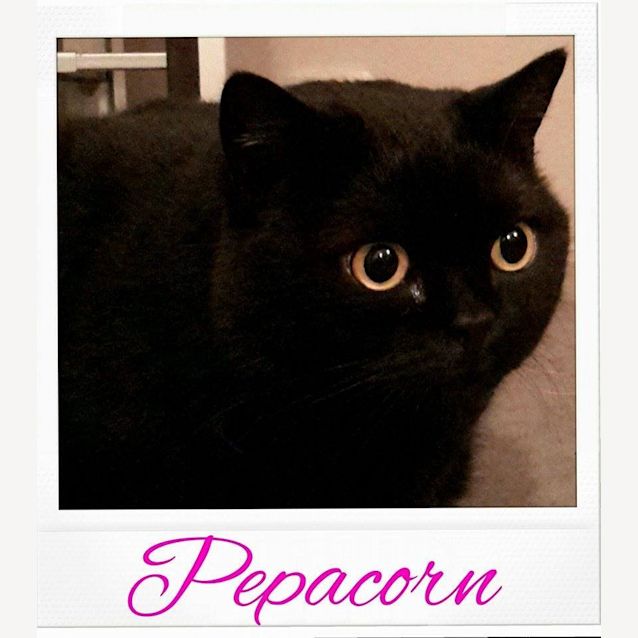 Photo of Pepper Corn (No More Enquiries Please)