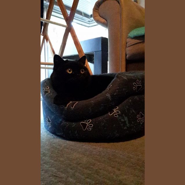 Photo of Pepper Corn (No More Enquiries Please)