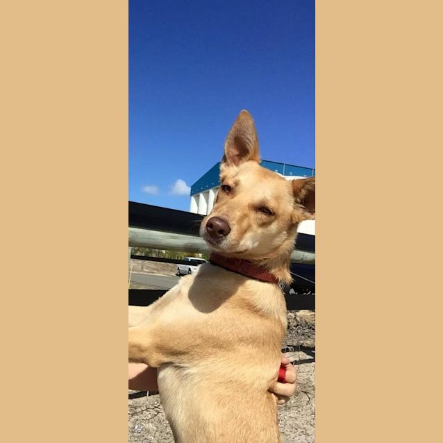 Photo of Ginger Dl1116