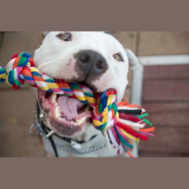 Photo of Bosco