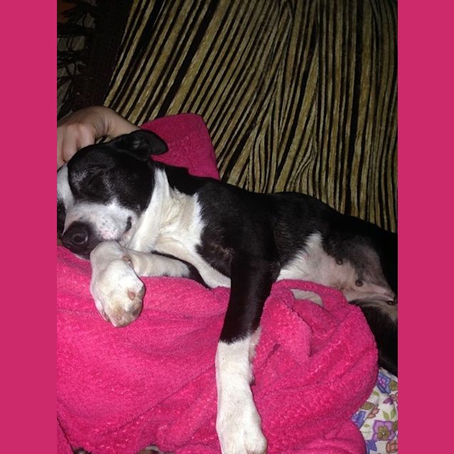 Photo of Gertie