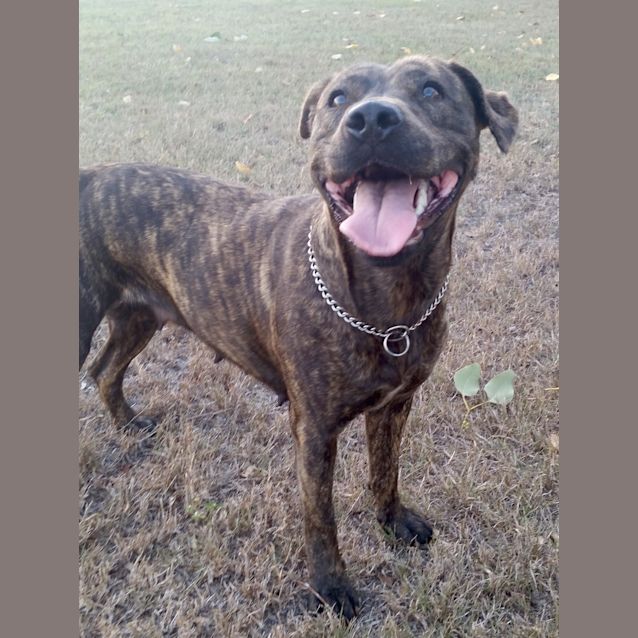 Photo of Indy