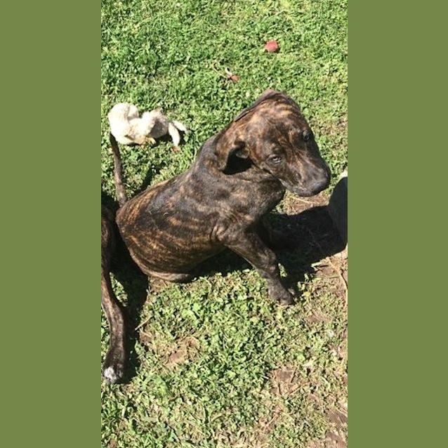 Photo of Charlotte (Dog/Child/Cat Friendly)