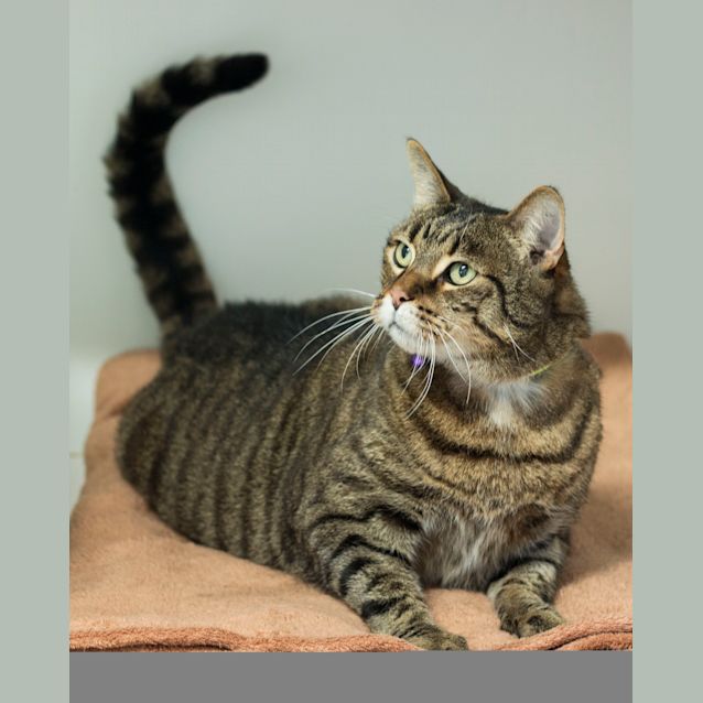 Photo of Tiger