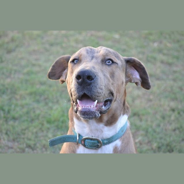 Photo of Merlin
