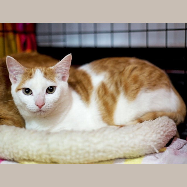 Photo of Pumpkin  & Calypso