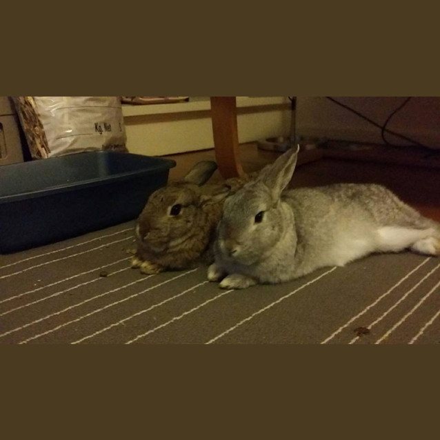 Photo of Mai And Sylar