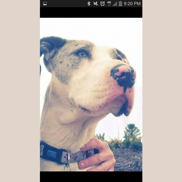 Photo of Angelina Ballerina!!