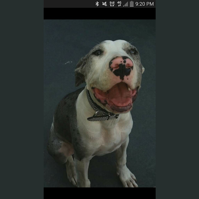 Photo of Angelina Ballerina!!