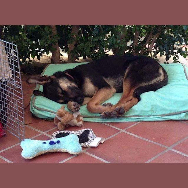 Photo of Pretty Penny 