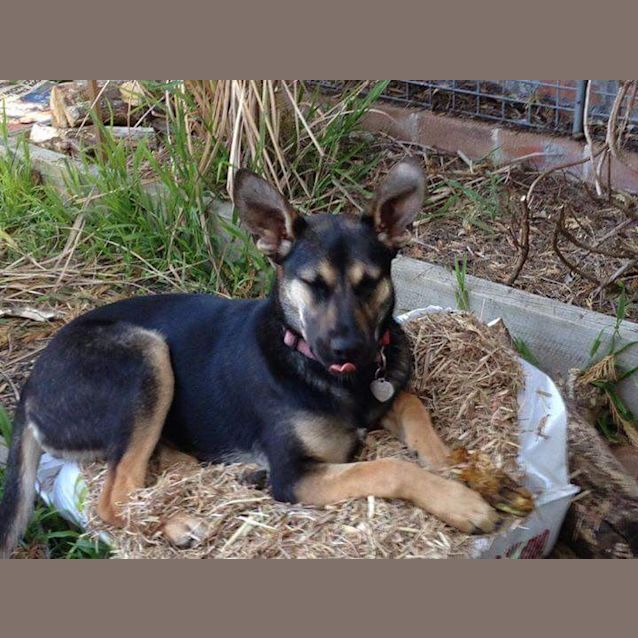 Photo of Pretty Penny 